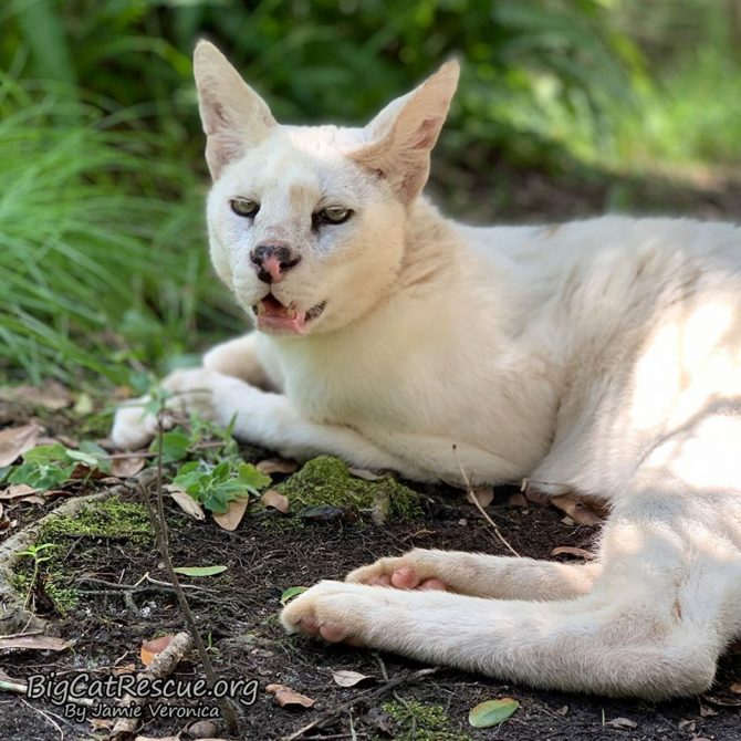 Handsome Pharaoh Serval can hardly hold his eyes open to say, “good night everyone!”