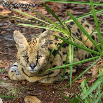 Good night Big Cat Rescue Friends! ? Sweet Sheena Serval is all ready for a nice long CATnap! Nite nite everyone!