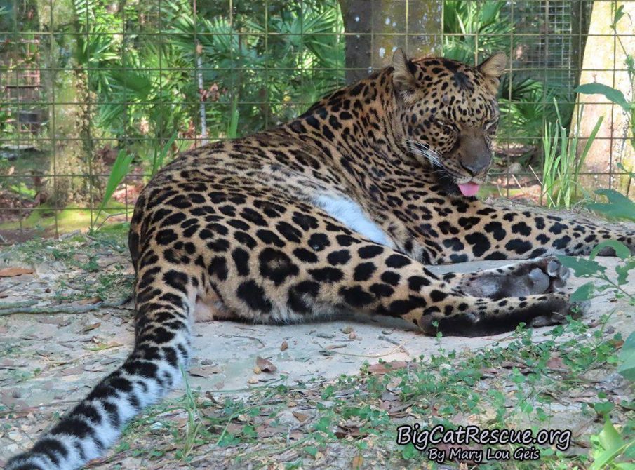 Miss Armani Leopard is ready for her CATnap on this Tongue Out Tuesday!