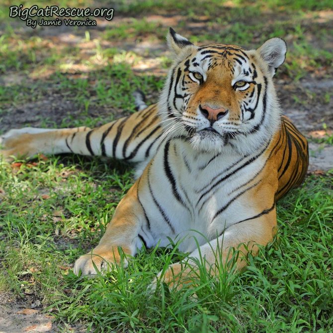 Good morning Big Cat Rescue Friends!☀️ Miss Dutchess Tiger welcomes you to CATurday! Have a great day everyone!