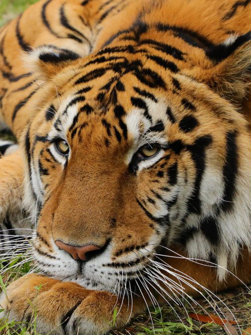 Volunteer Injured By Tiger