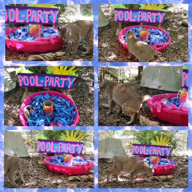 Smalls bobcat birthday pool enrichment