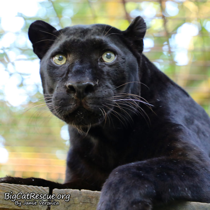 A black leopard named Jinx