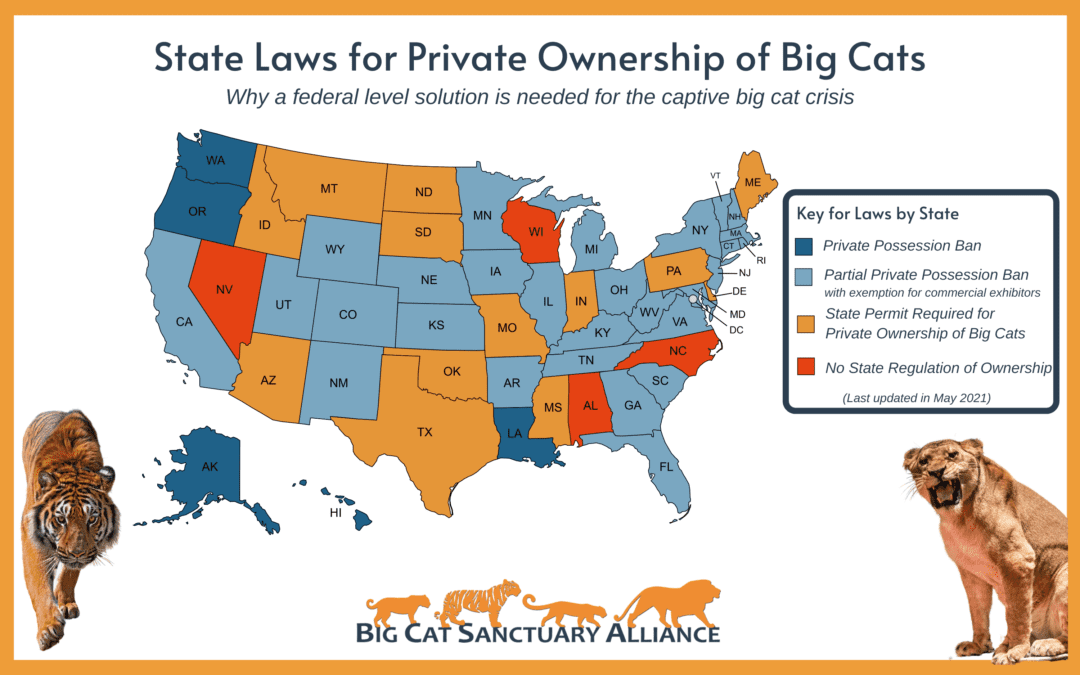 State Laws for Big Cat Ownership