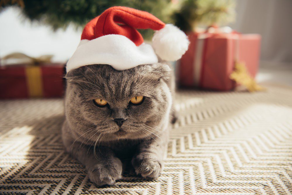 10 Holiday Gift Ideas for the Cat Lovers in Your Life
