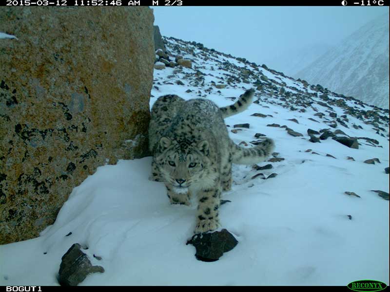 THE ALTAI PROJECT - SAVING SNOW LEOPARDS