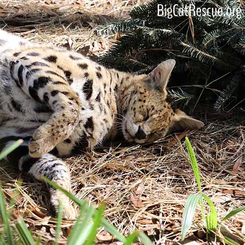 Hutch African Serval sure enjoyed his Christmas Tree Enrichment