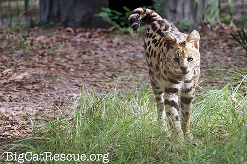 African Serval Hutch