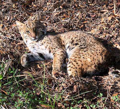 Wild bobcat hit by a car. Big Cat Rescue to the rescue.