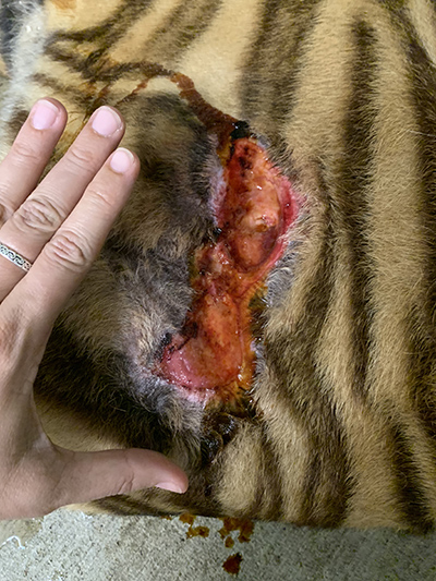 Aria Tiger wounds