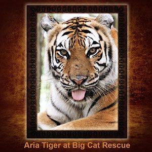 Aria Tiger NFT