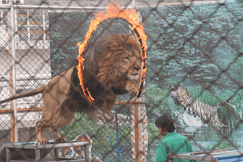 Asian Circus Lion Tiger Abuse