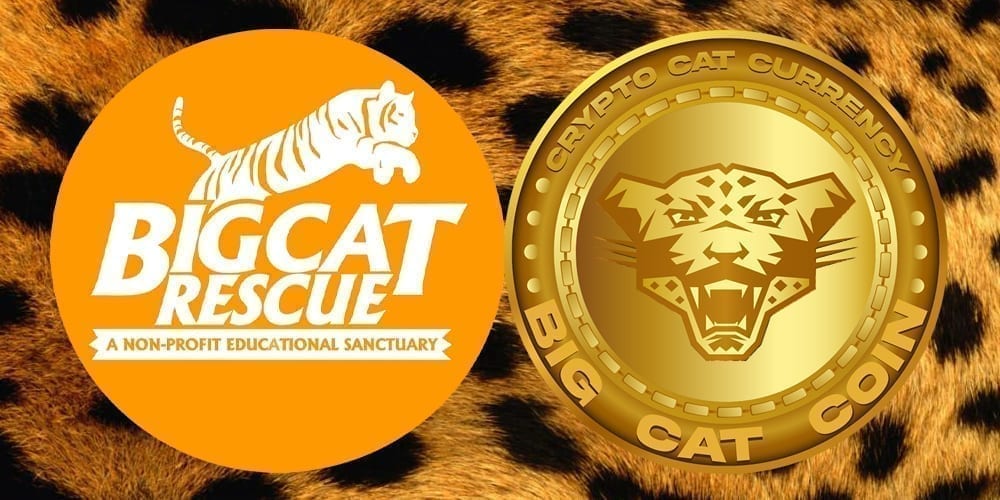 $CAT Coin Banner