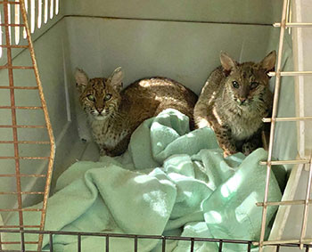 Pia and Venkman rehab bobcats