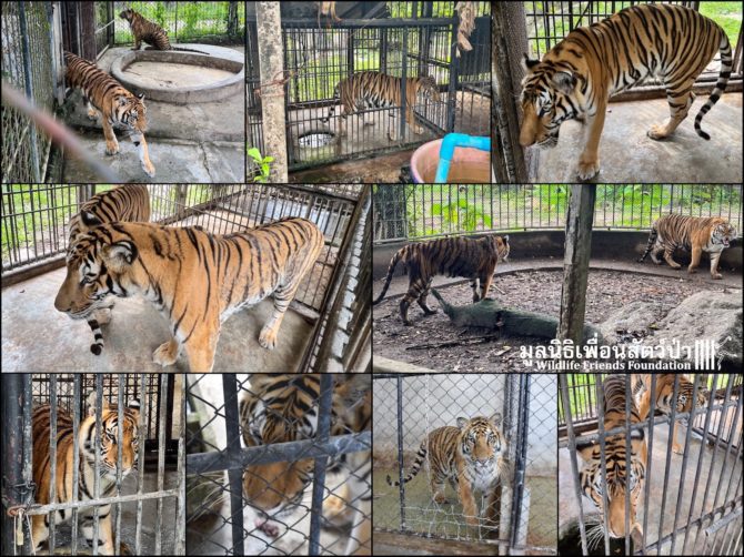 Eleven Tigers in Thailand Need Urgent Year End Rescue!