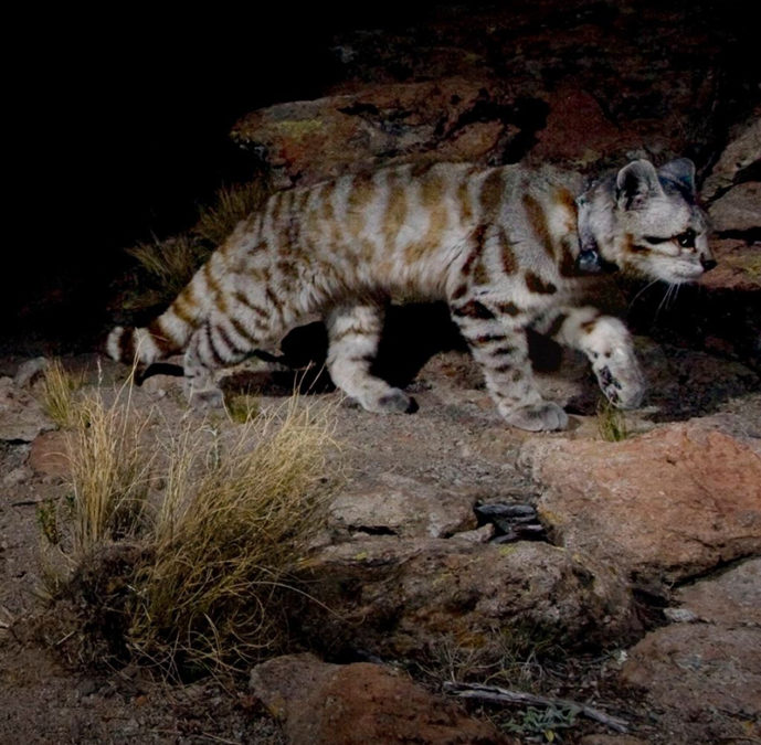 ANDEAN CAT CONSERVATION