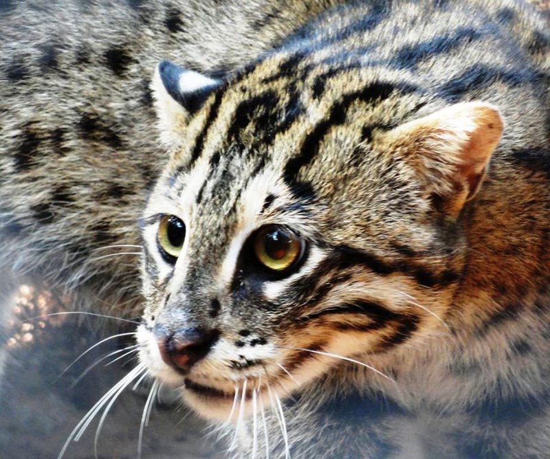 FISHING AND RUSTY SPOTTED CAT CONSERVATION IN INDIA