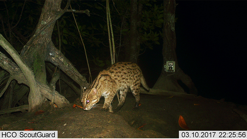 CAMBODIAN FISHING CAT PROJECT