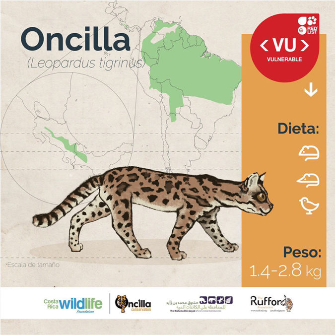 ONCILLA CONSERVATION COSTA RICA