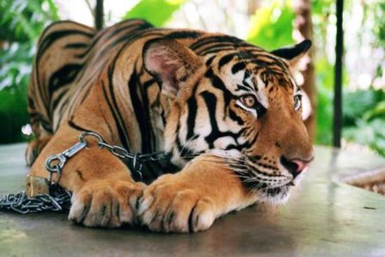 Phuket Zoo Tigers