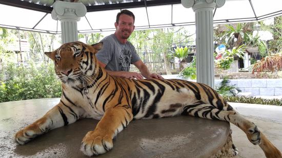 Phuket Zoo Tigers