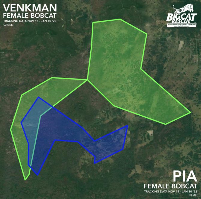 Pia Venkman rehab bobcat FWC collared territory