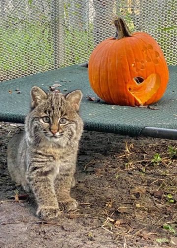 Summer rehab bobcat outside pumpkin
