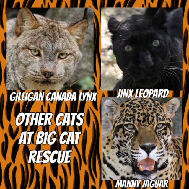 lynx, jaguar, leopard
