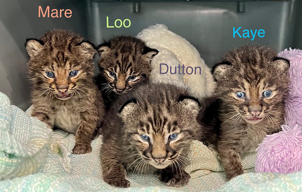 Dutton-Kaye-Loo-Mare-rehab-bobcats