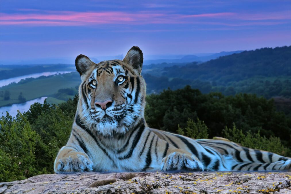 tiger mountain sunrise