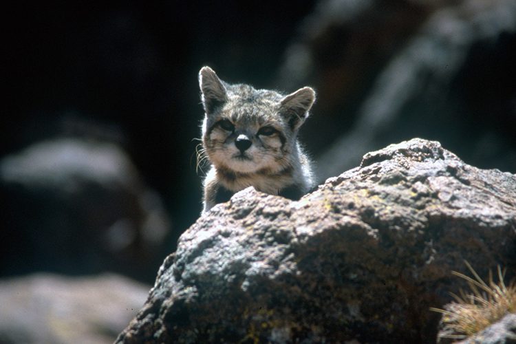 Andean Mountain Cat Facts
