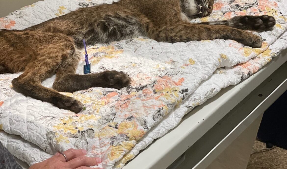 Aries Bobcat is examined by vet for a cause of death