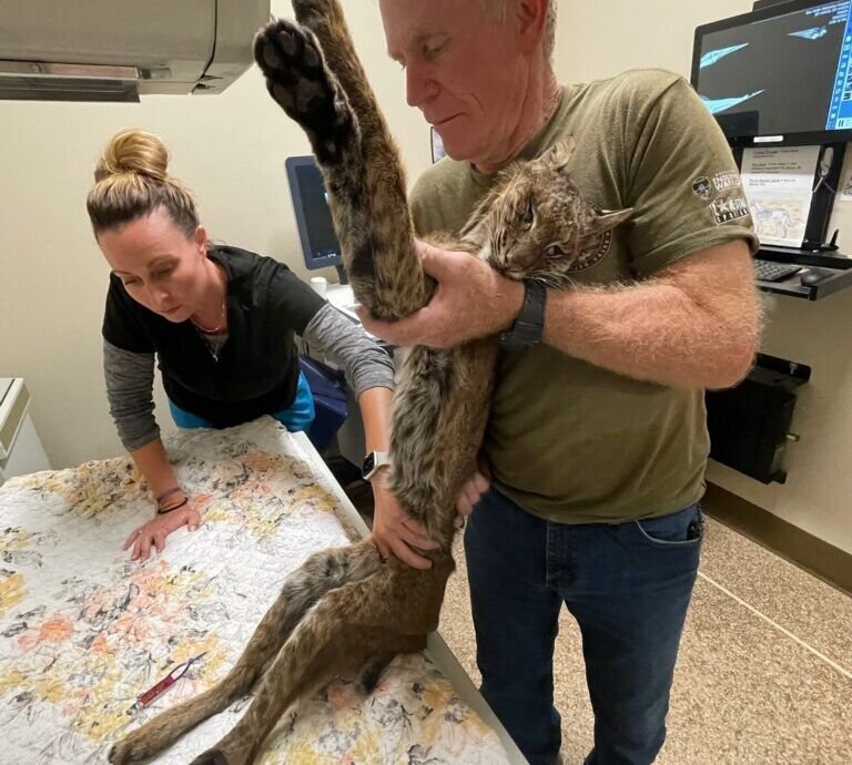 Aries Bobcat is examined by vet for a cause of death