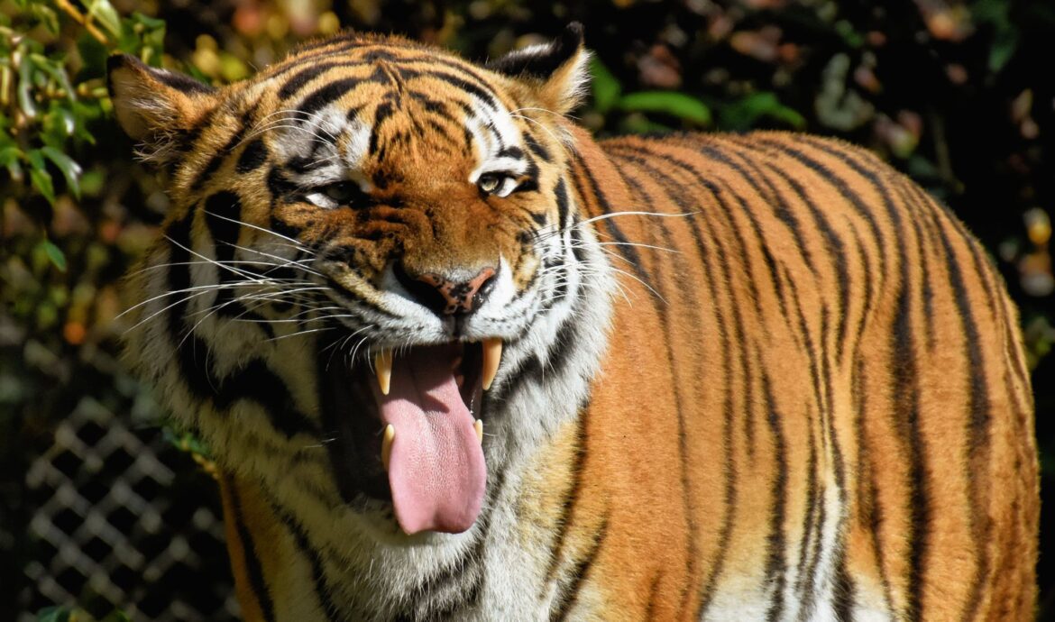 Brown Tiger with Open Mouth