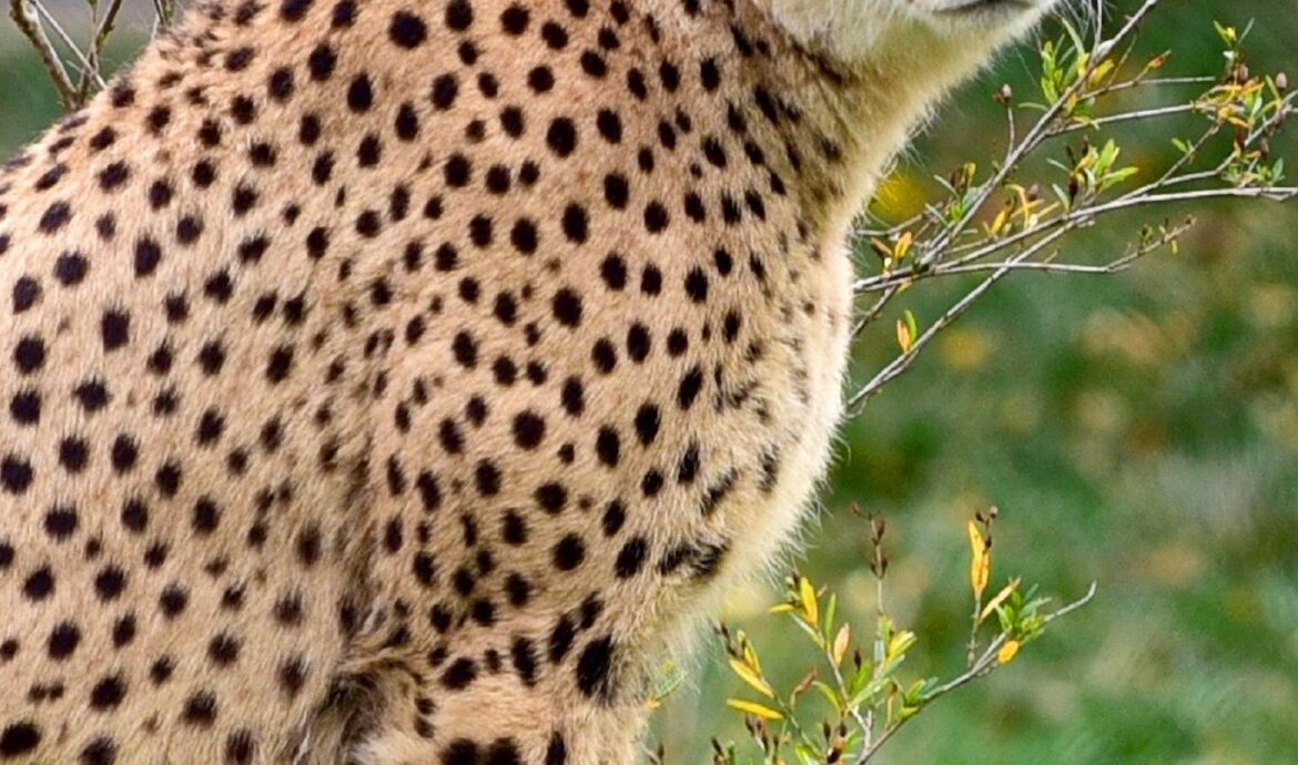 Cheetah in Green Grass Lawn
