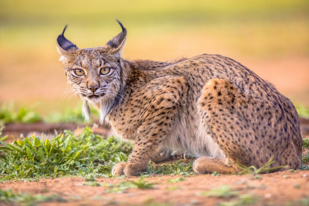 Iberian Lynx 