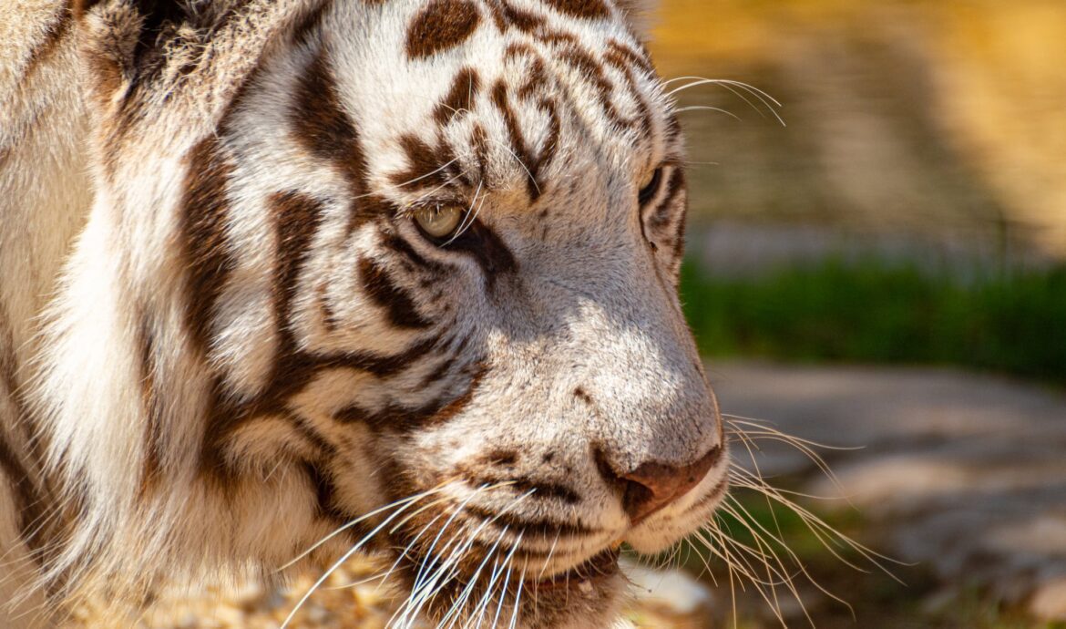 Portrait of White Tiger
