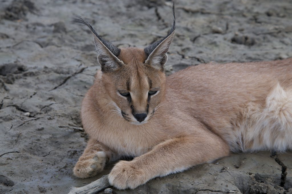 Caracal Facts